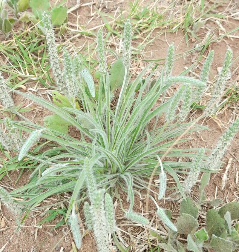 Plantago patagonica habit