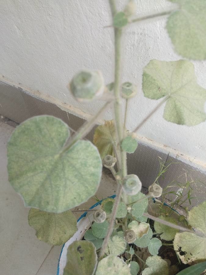 Abutilon abutiloides fruit