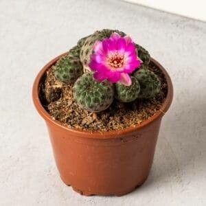 Sulcorebutia canigueralii flower