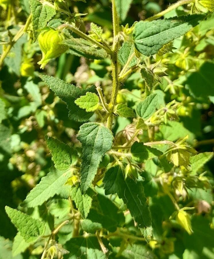 Pavonia missionum — search result for 'Pavonia'