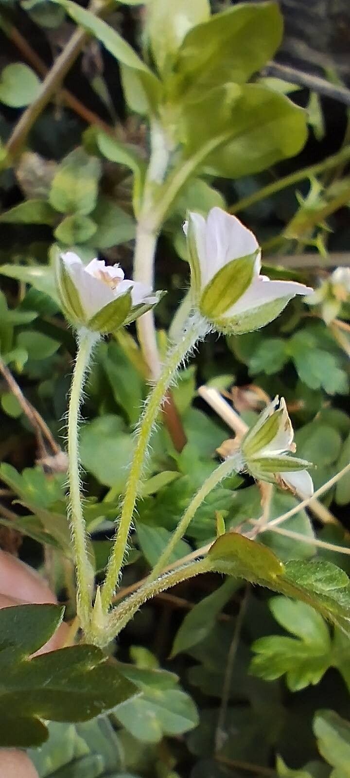 Geranium nepalense flower