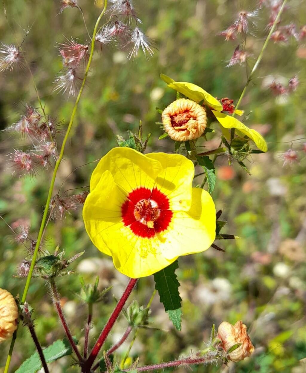 Pavonia hieronymi flower