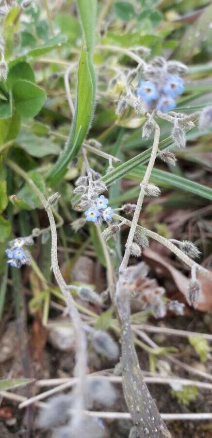 Myosotis ramosissima flower