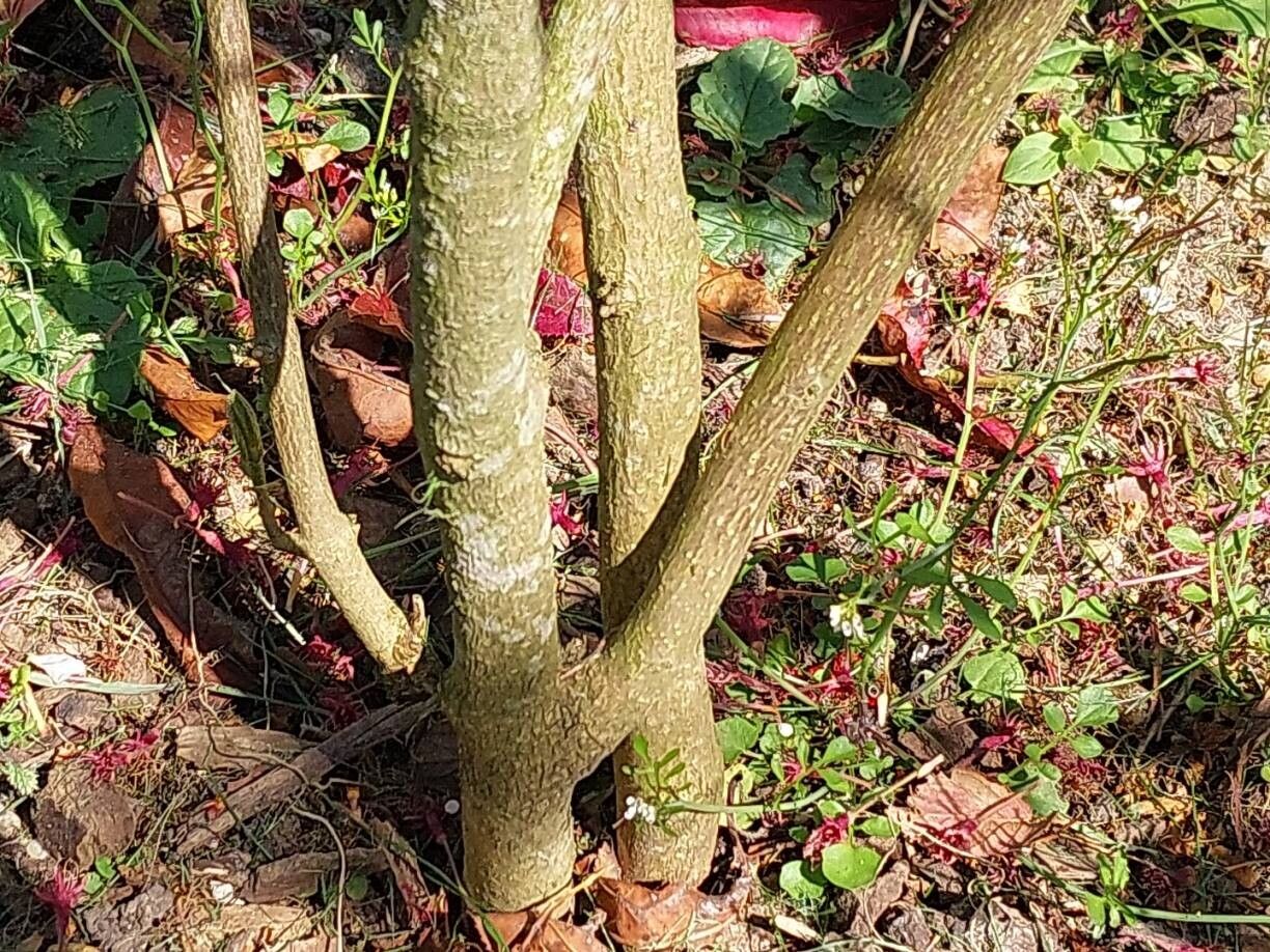 Callicarpa membranacea bark