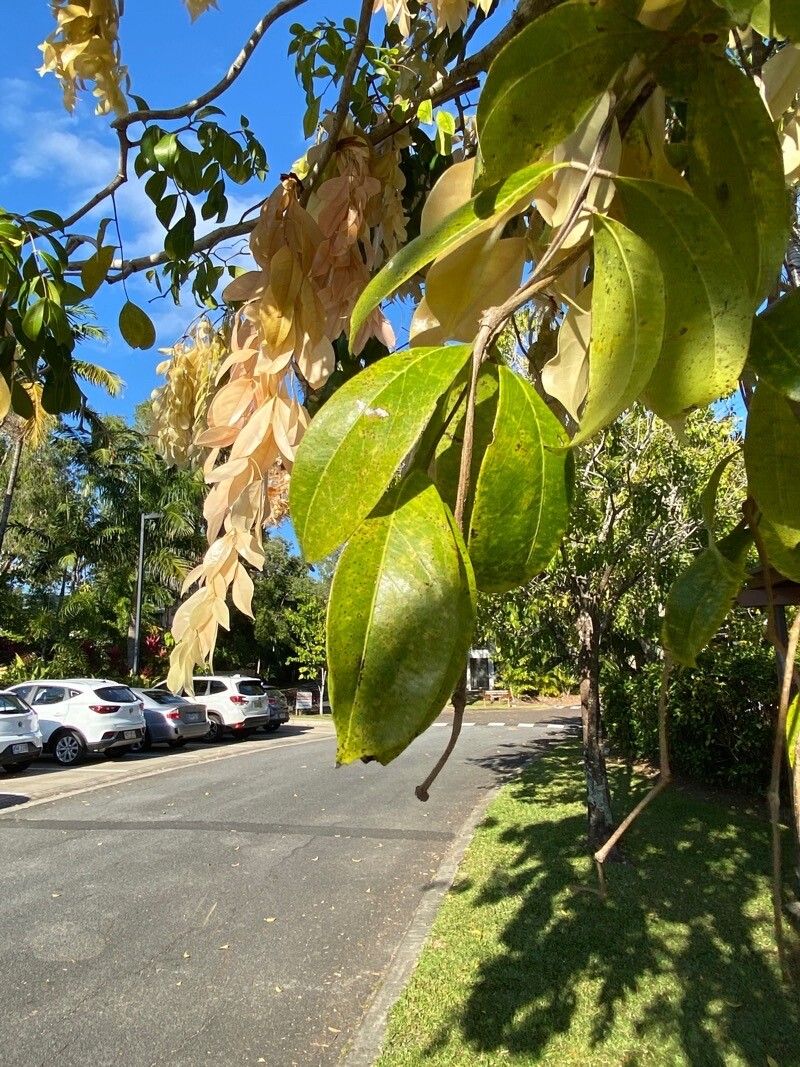 Cynometra lenticellata leaf