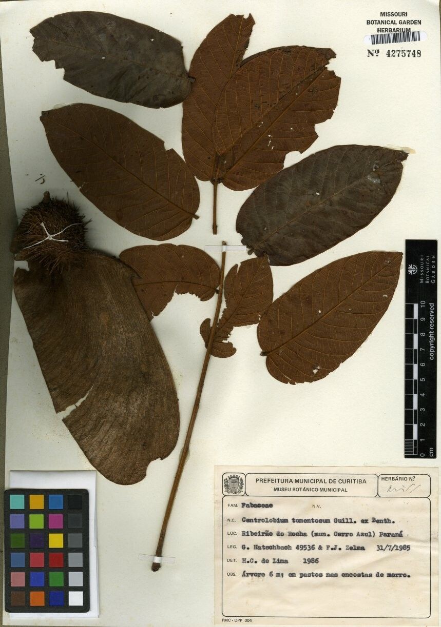 Centrolobium paraense other