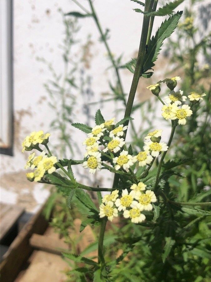 Achillea ageratum flower