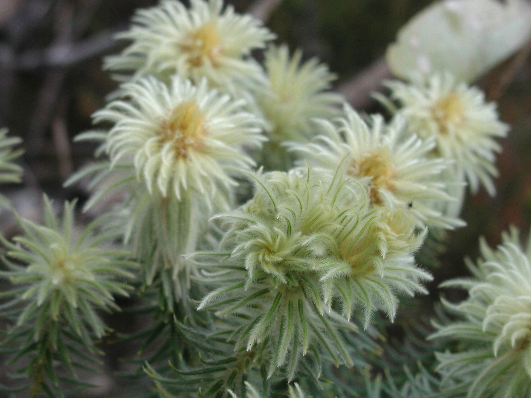 Phylica pubescens — houseplant care guide