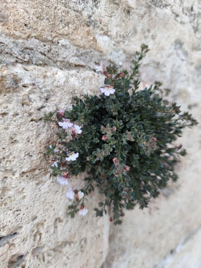 Linaria pedunculata leaf