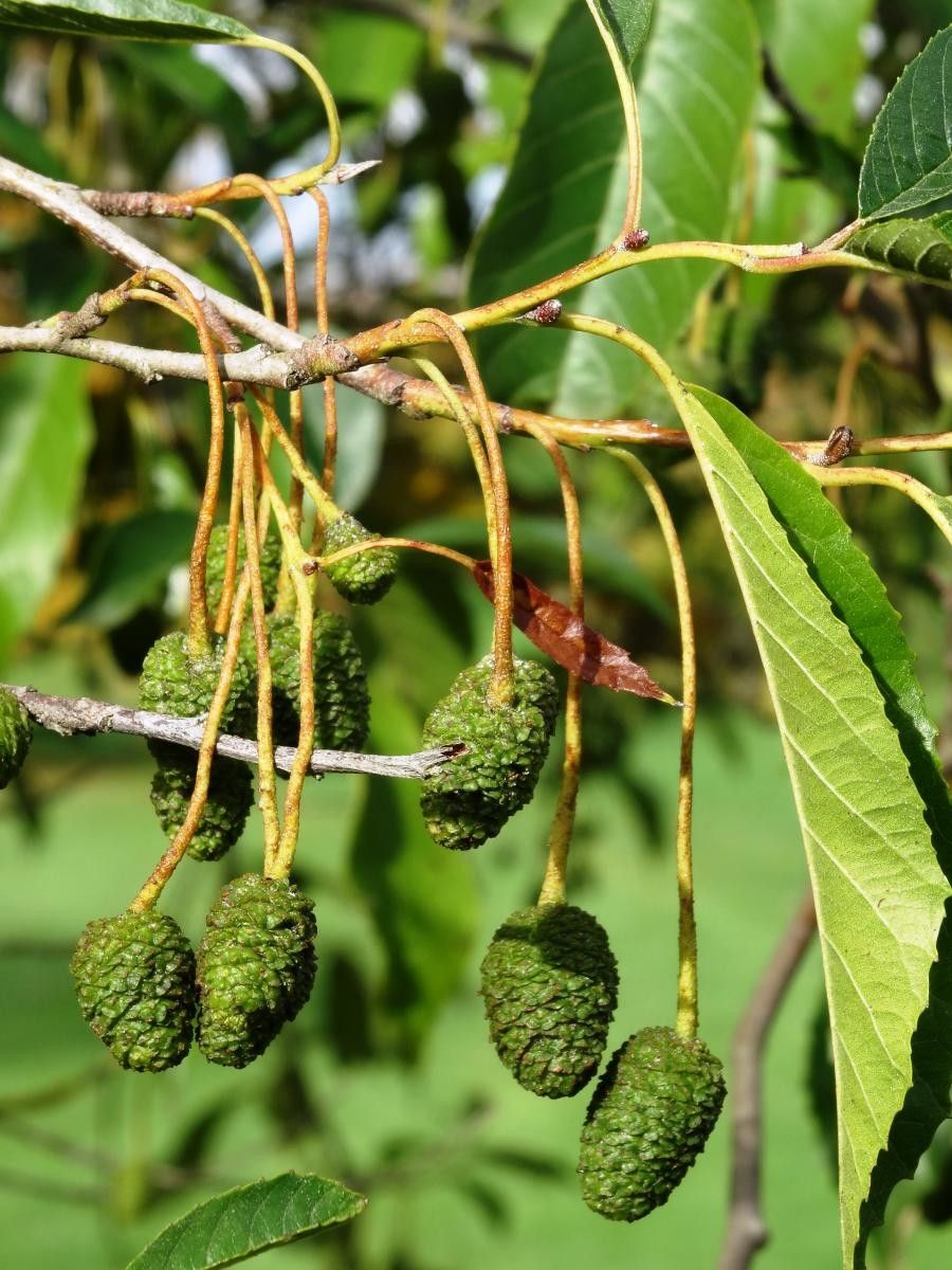 Alnus cremastogyne fruit
