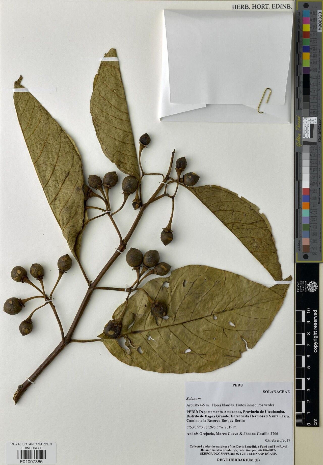 Solanum plowmanii — houseplant care guide