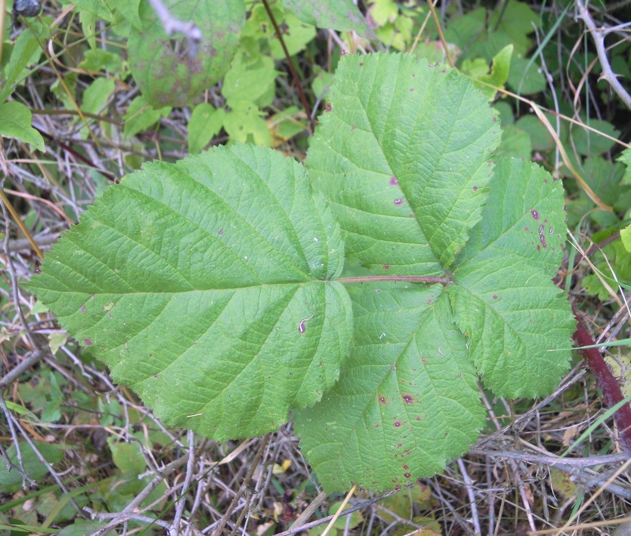 Rubus orthostachyoides leaf