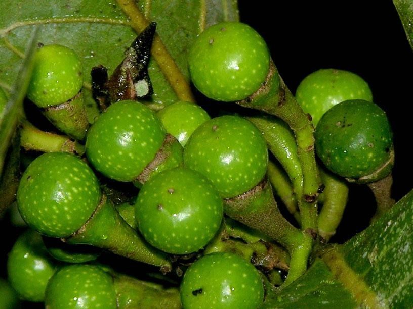 Ocotea macropoda fruit