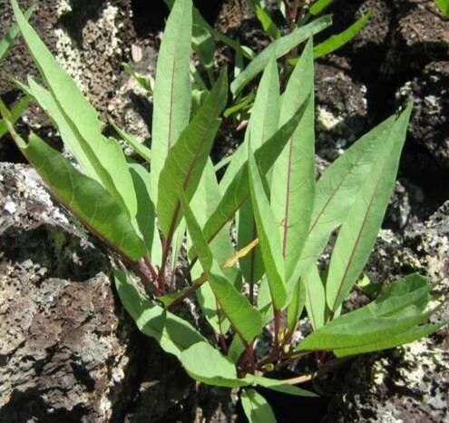 Ipomoea habeliana — houseplant care guide