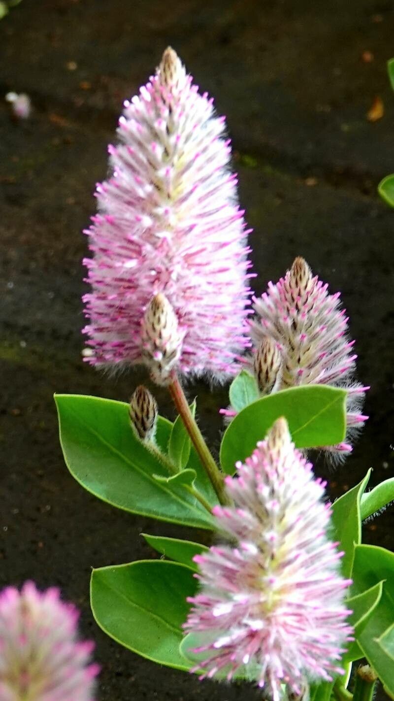Ptilotus extenuatus leaf