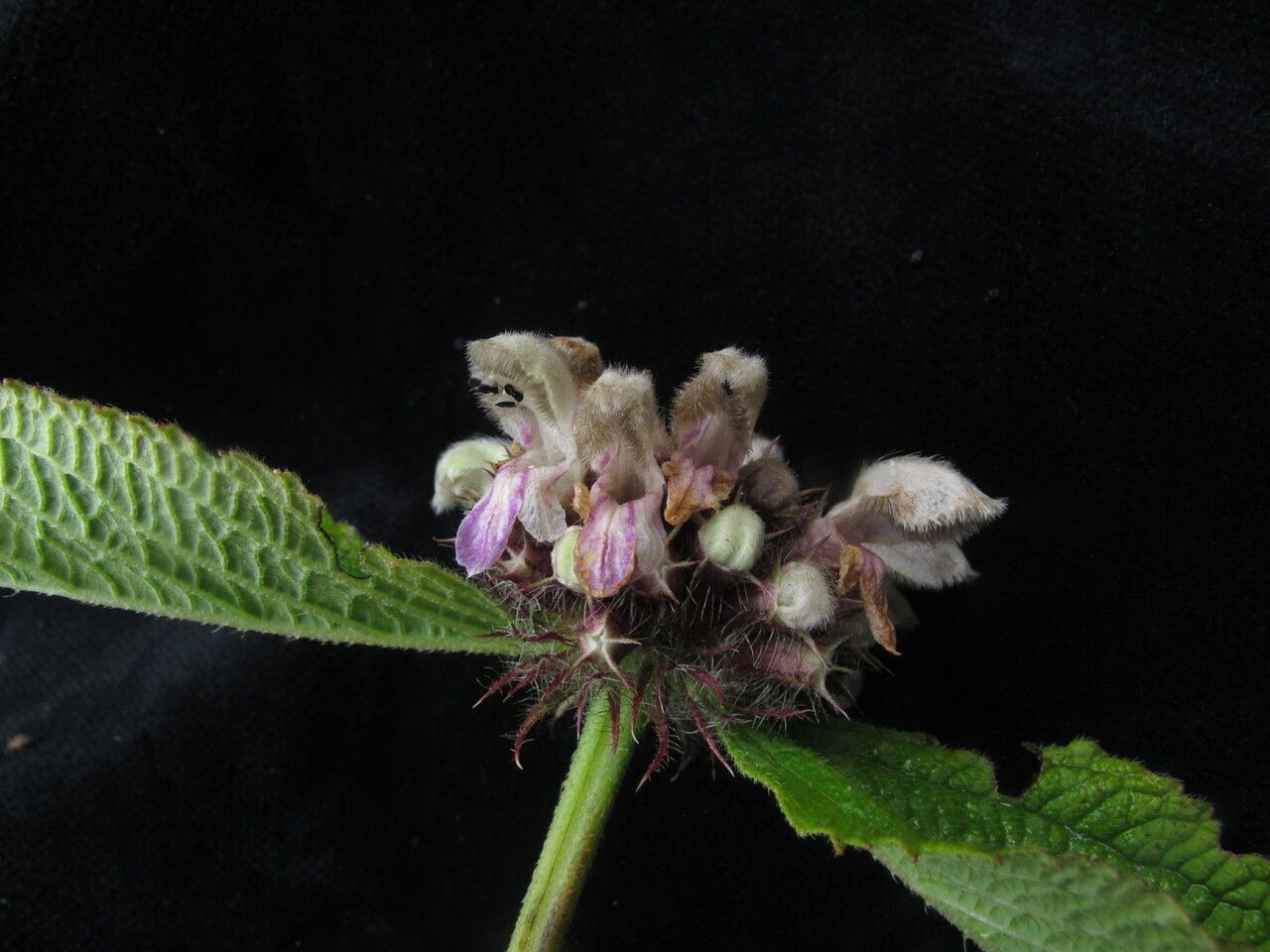 Phlomoides macrophylla habit