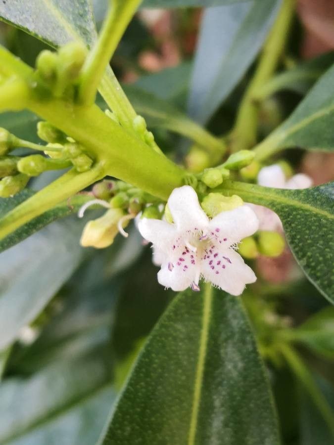 Myoporum laetum flower