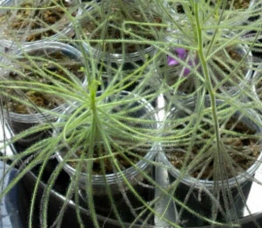 Byblis guehoi — related species from the same genus