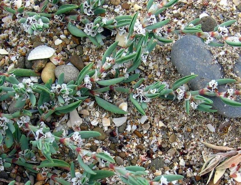 Polygonum glaucum habit