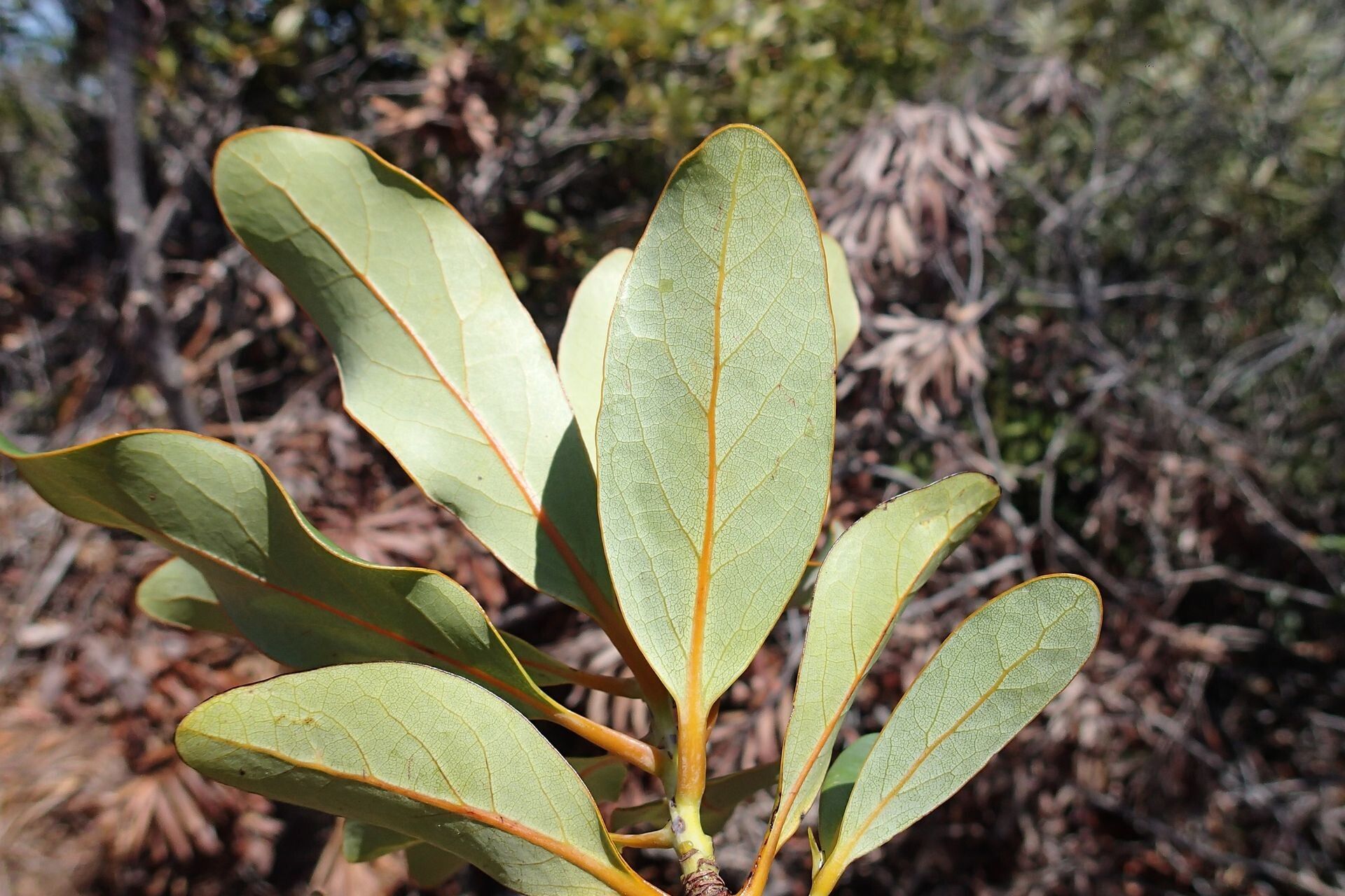 Litsea humboldtiana — search result for 'Litsea'