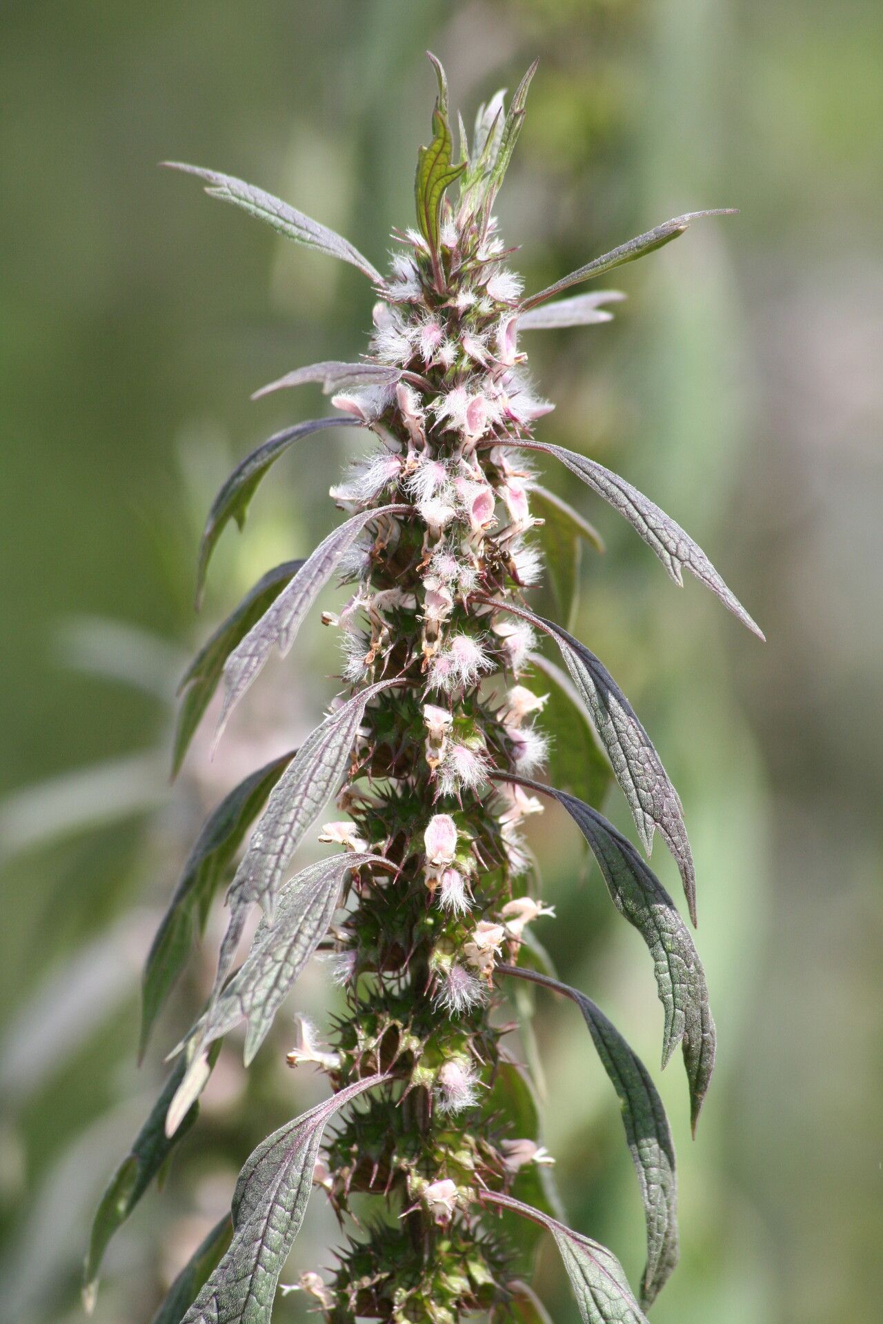 Leonurus quinquelobatus flower