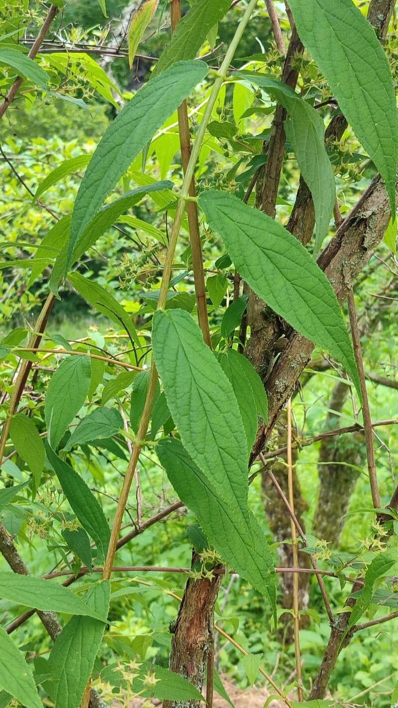Deutzia longifolia leaf