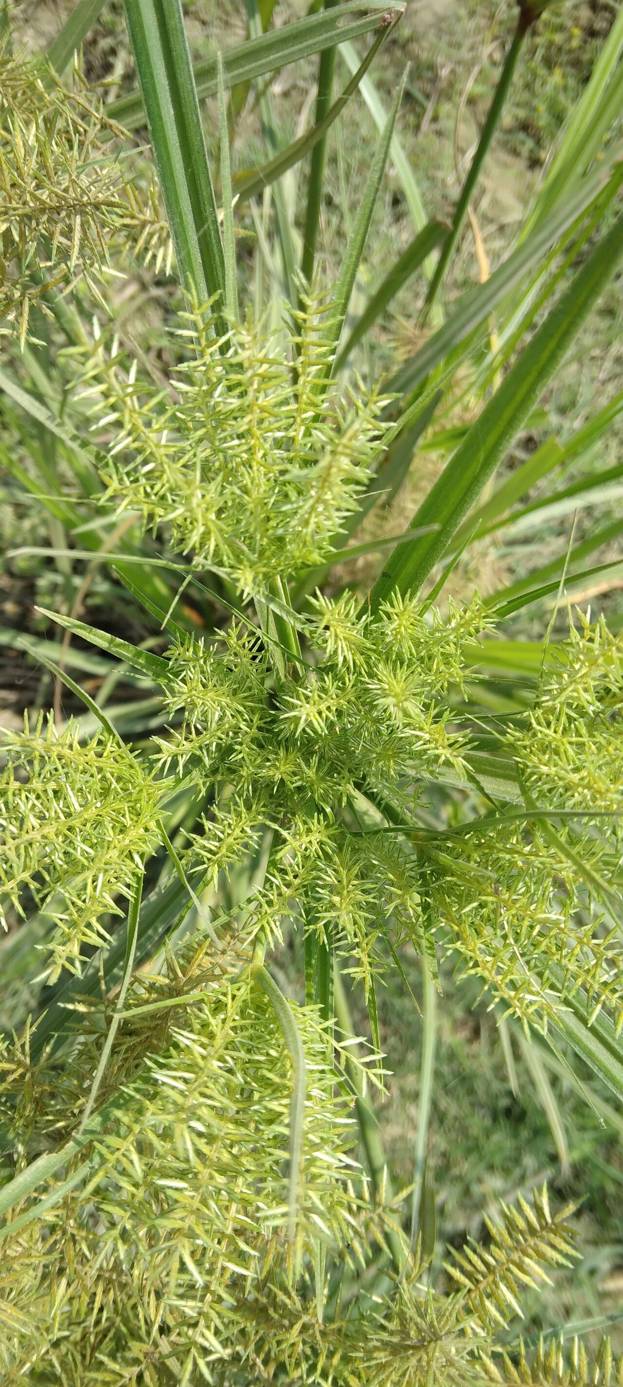 Cyperus digitatus flower