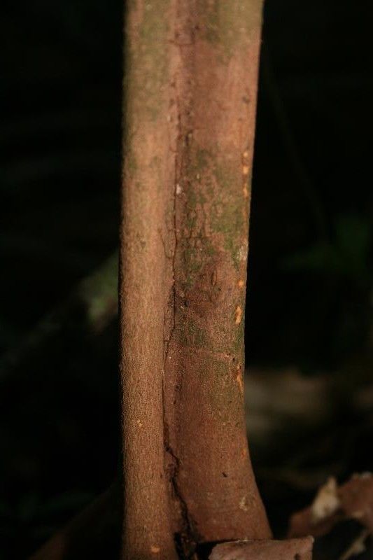 Casearia javitensis bark