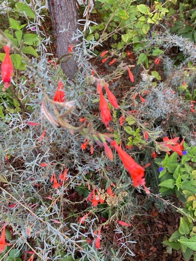 Epilobium canum flower