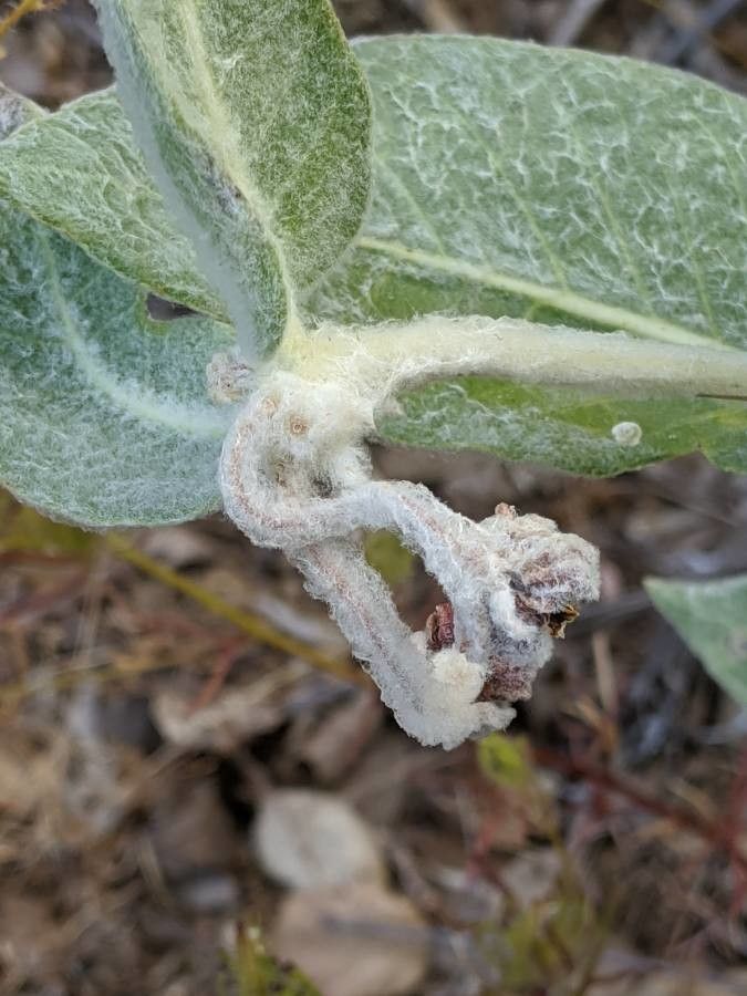 Asclepias californica flower