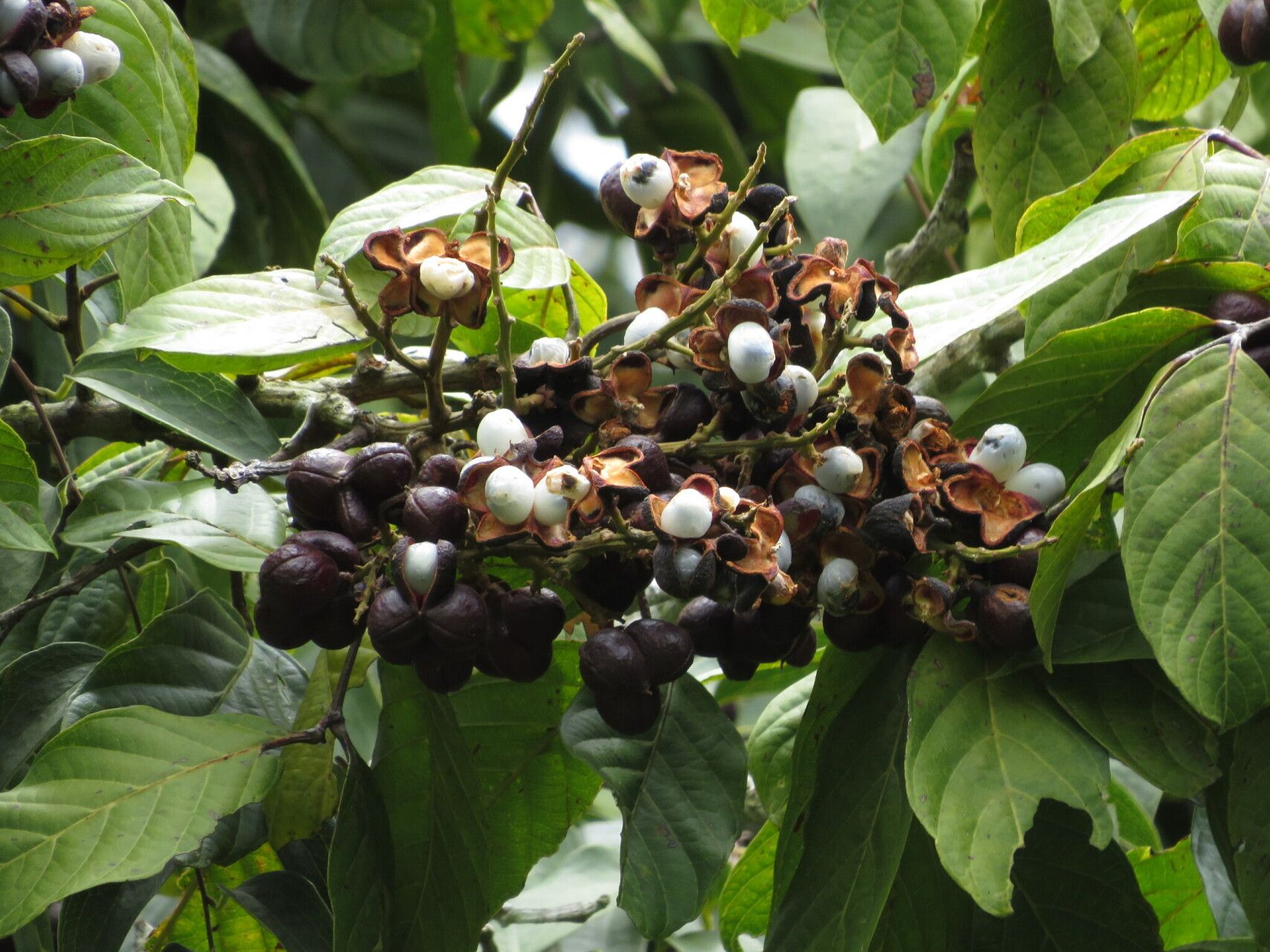 Matayba elegans fruit