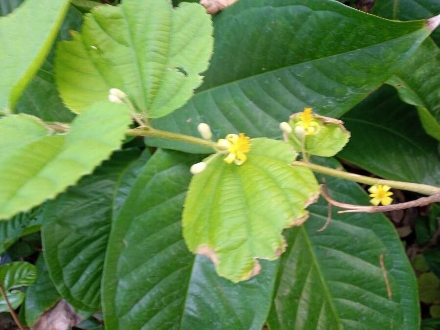 Grewia asiatica flower