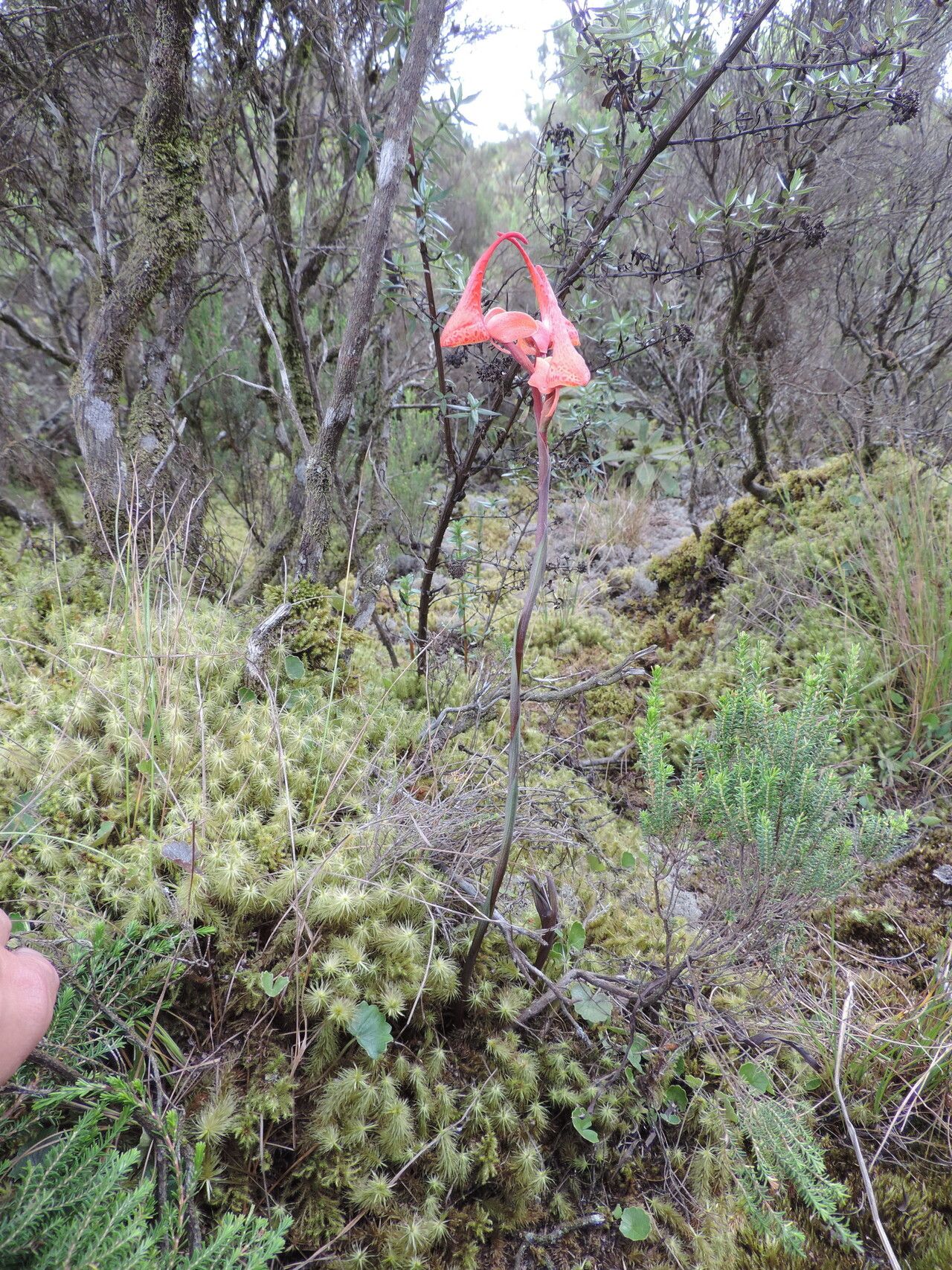Disa robusta habit