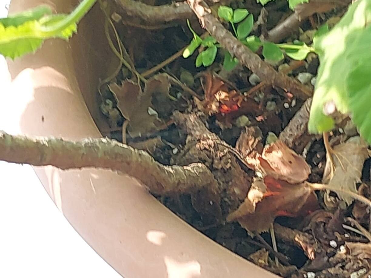 Pelargonium semitrilobum bark