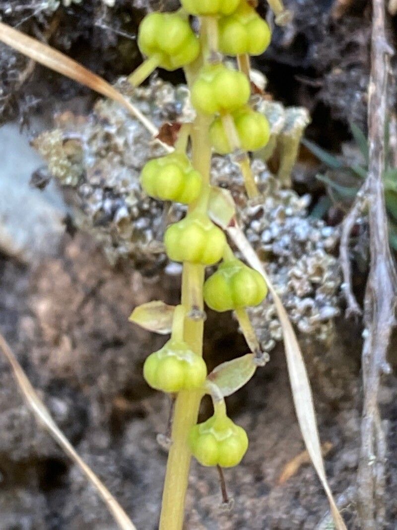 Orthilia secunda fruit