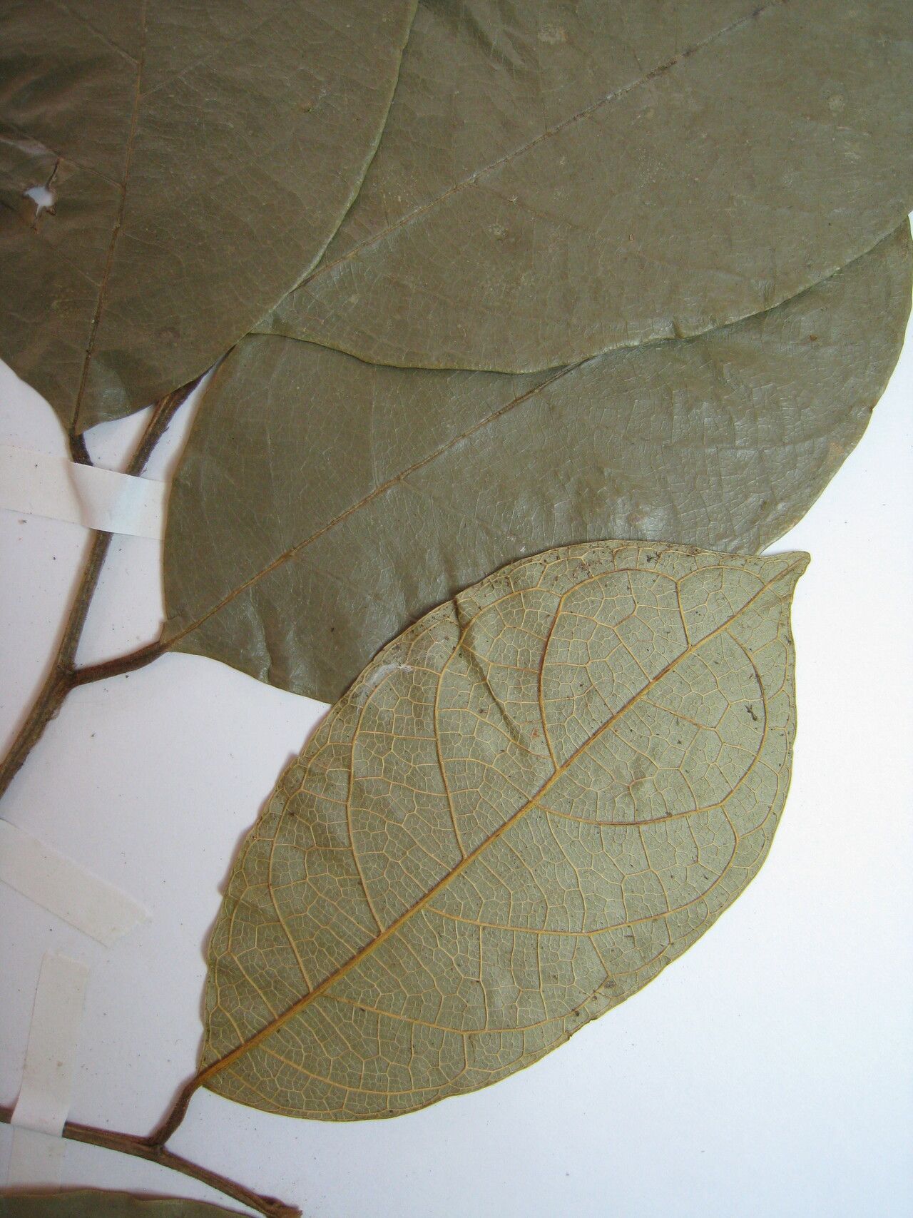 Brosimum amazonicum other