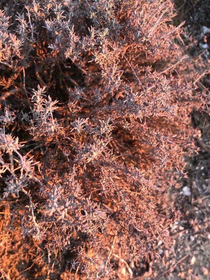 Frankenia thymifolia — houseplant care guide