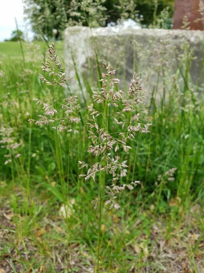 Poa pratensis fruit