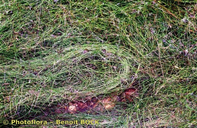 Potamogeton rutilus habit