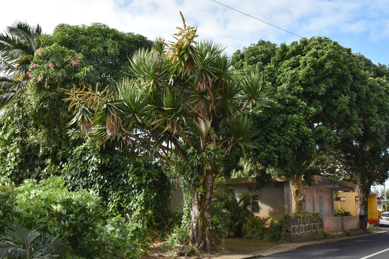 Dracaena concinna habit