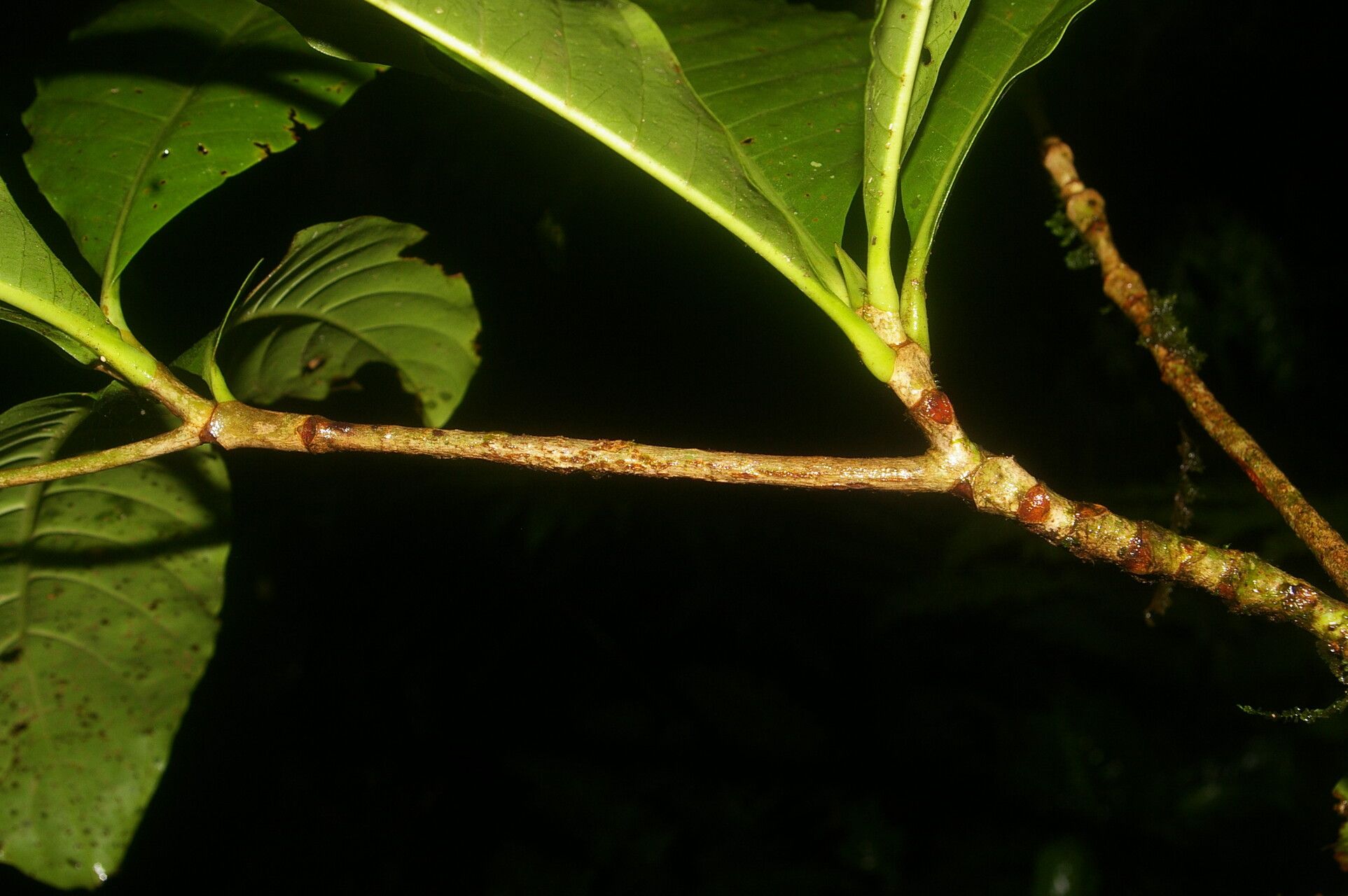 Warszewiczia uxpanapensis bark