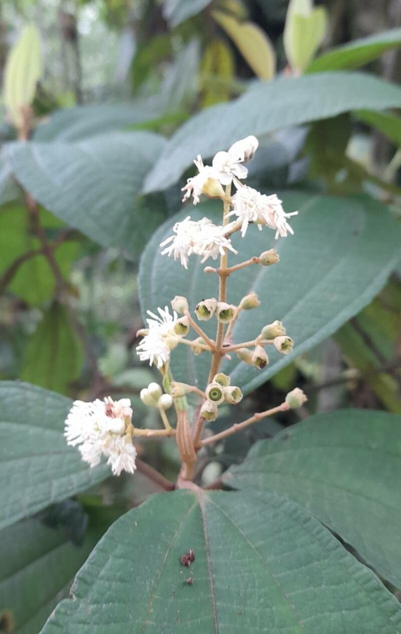 Miconia ioneura flower