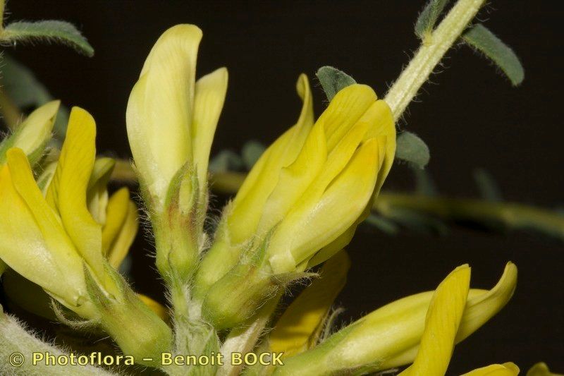 Astragalus akkensis fruit
