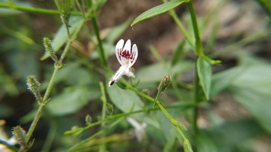 Andrographis paniculata flower