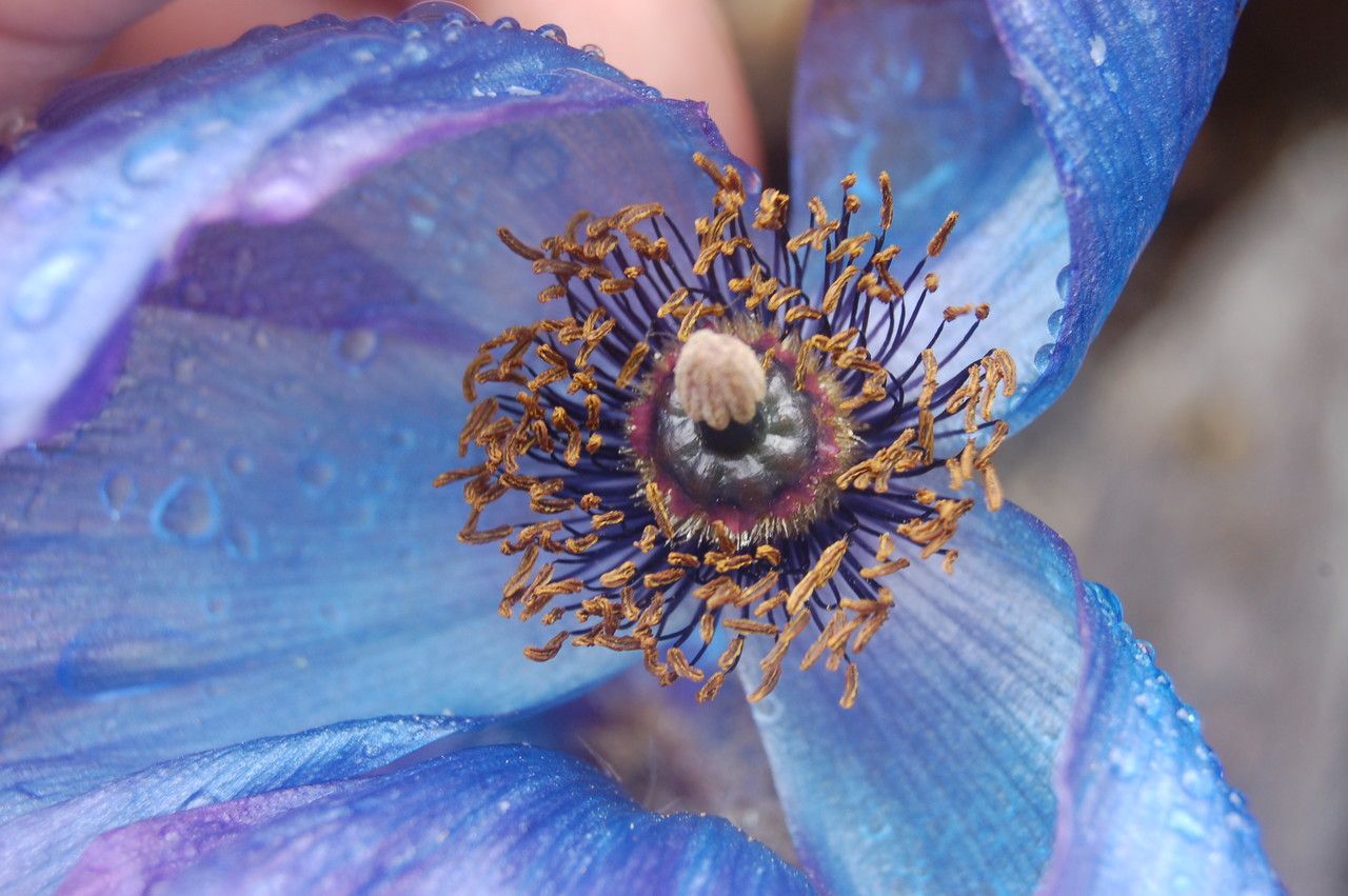 Meconopsis bhutanica — related species from the same genus
