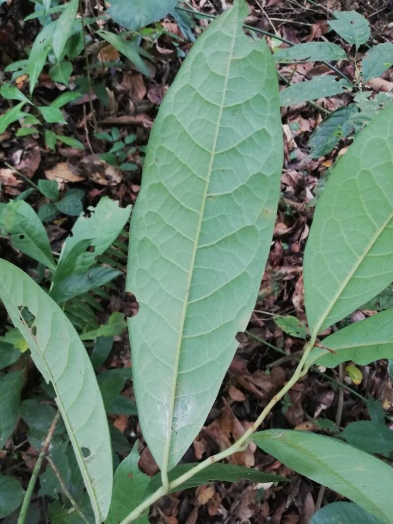 Pycnanthus marchalianus — related species from the same genus