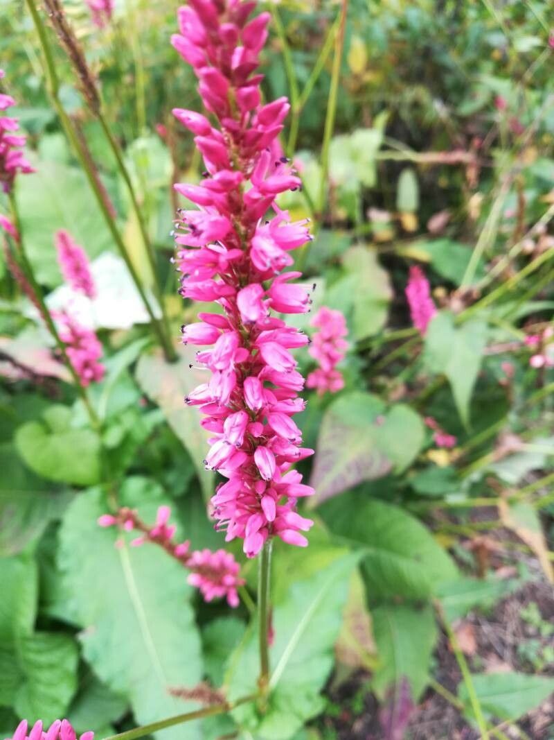 Bistorta amplexicaulis flower