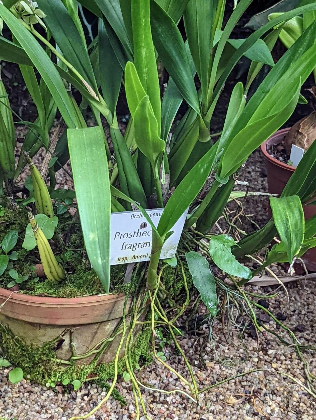 Prosthechea fragrans — houseplant care guide