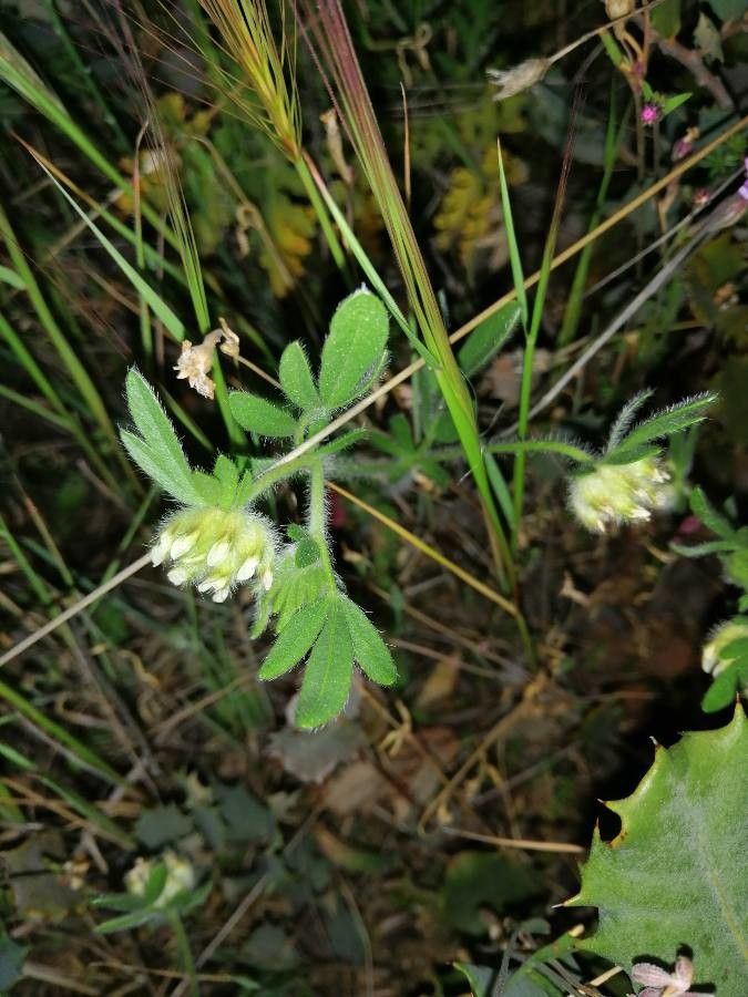 Hymenocarpos cornicinus flower