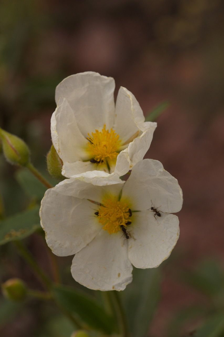 Cistus populifolius flower